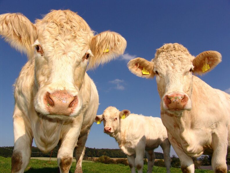 Three cows with yellow ear tags stand in a grassy field, two close to the camera and one further back.
