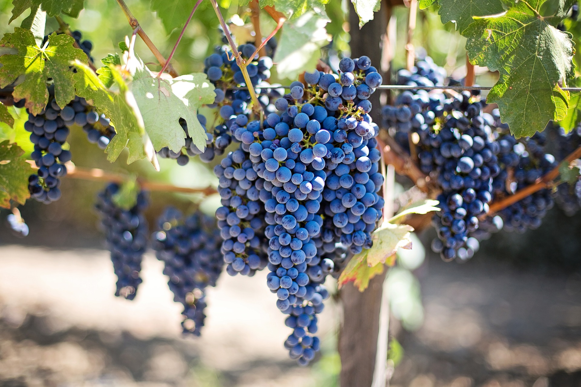 Grapes on a vine. 