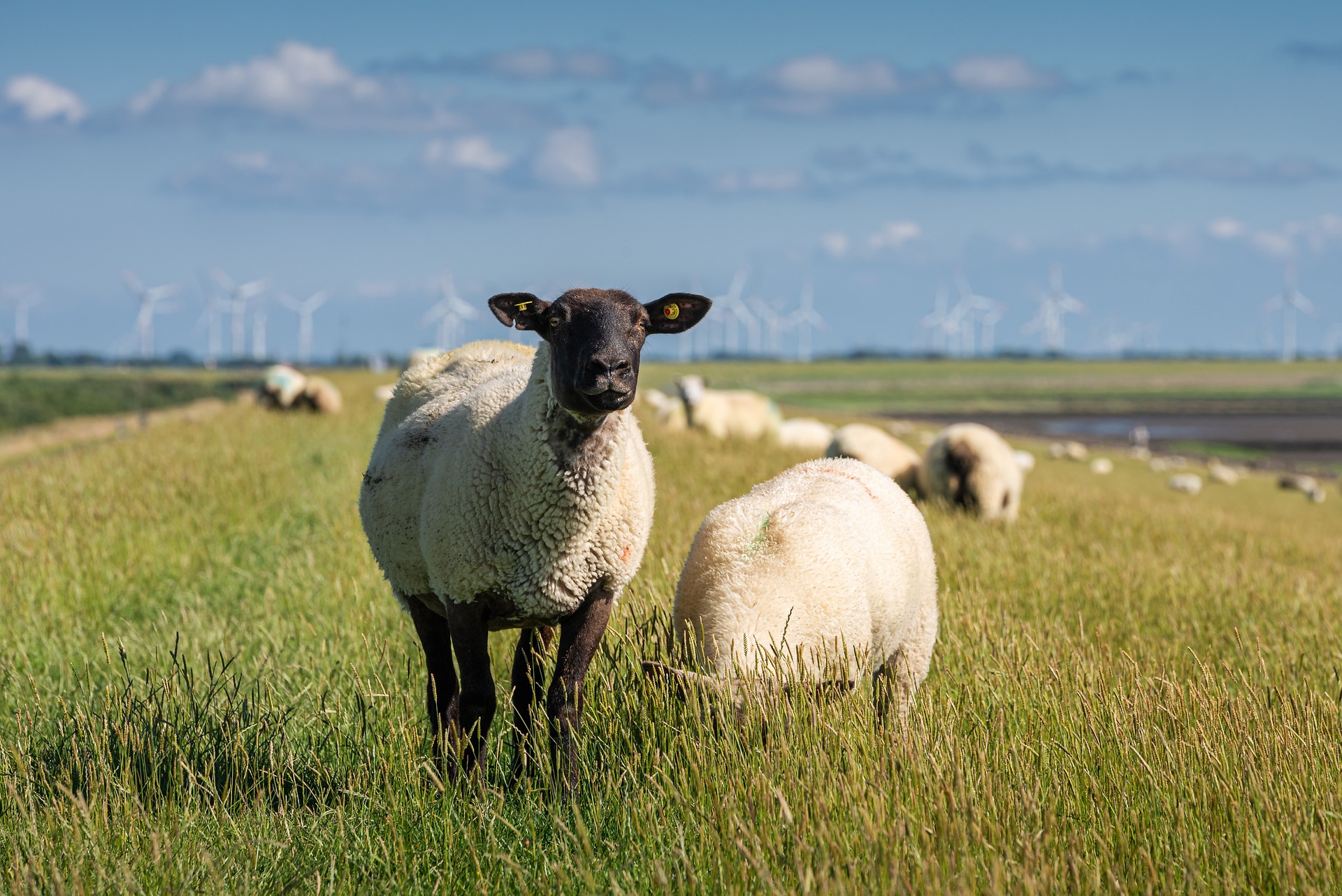 Sheep grazing in a grassy field with wind turbines in the background.