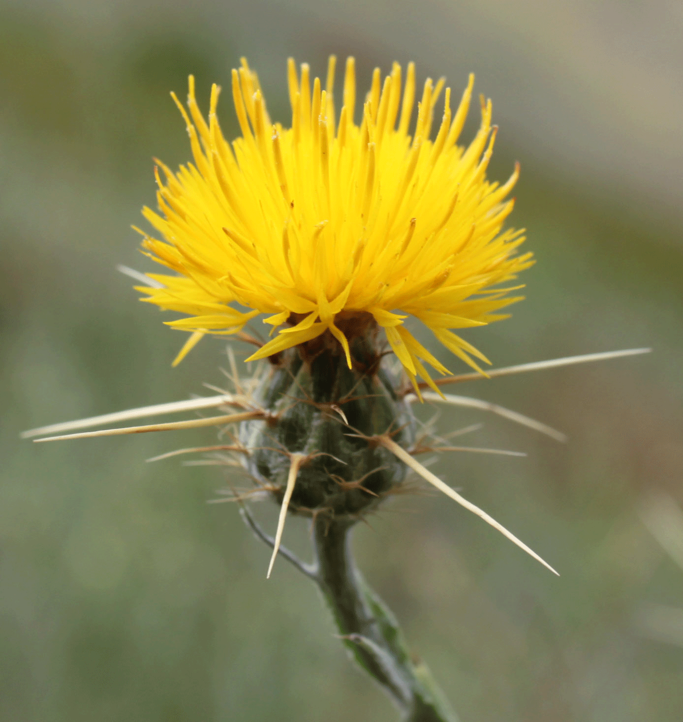Star thistle