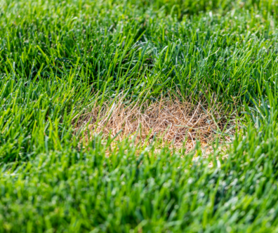 Lawn exhibiting a round burned spot