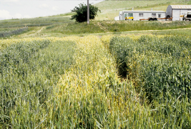 Susceptible wheat variety (center) with heavy sporulation of stripe rust compared to resistant variety (left) with green canopy.