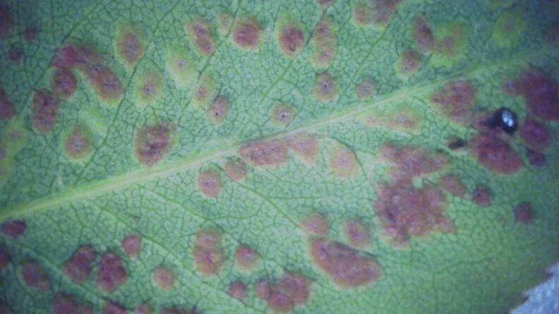 close up of back of leaf showing brown spots with microscopic holes
