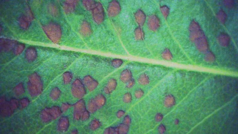 Close up of leaf showing brown blisters from pearleaf blister mite