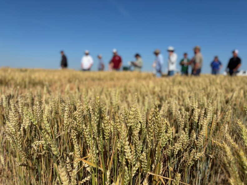 Wheat field with people in the distance