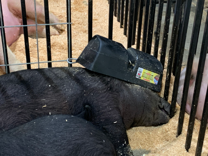 Pig lying in a pen, asleep, with a feeder on it's head.