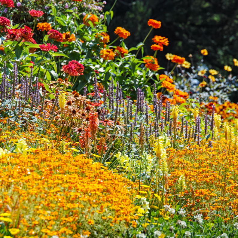 colorful flower garden