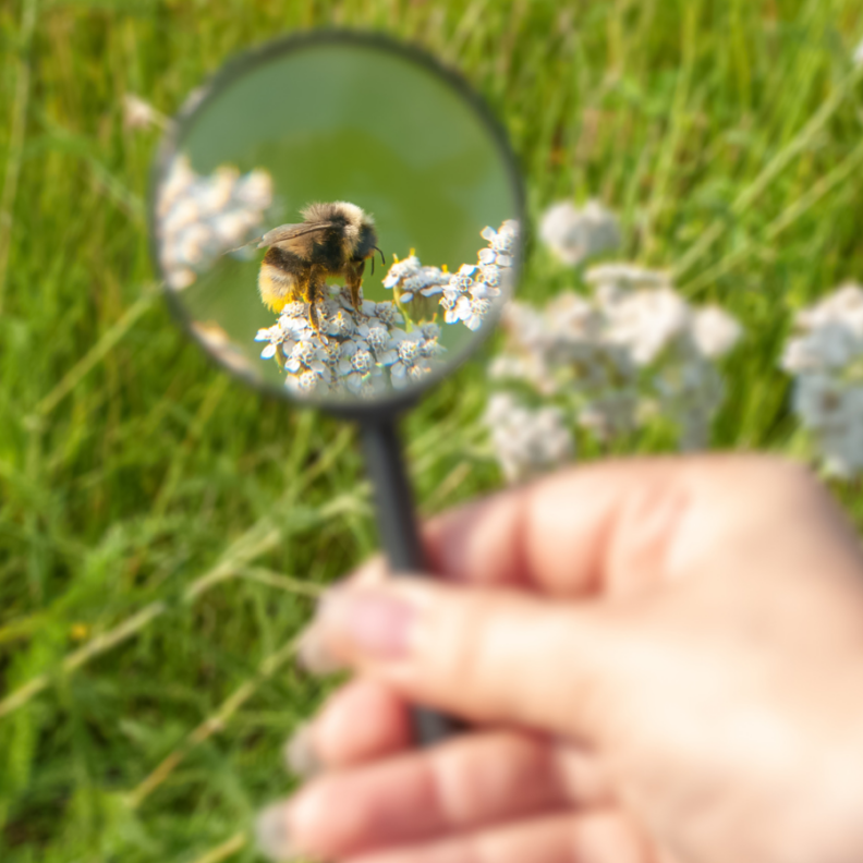 Hand holding a magnifying glass, looking at a bee on a flower