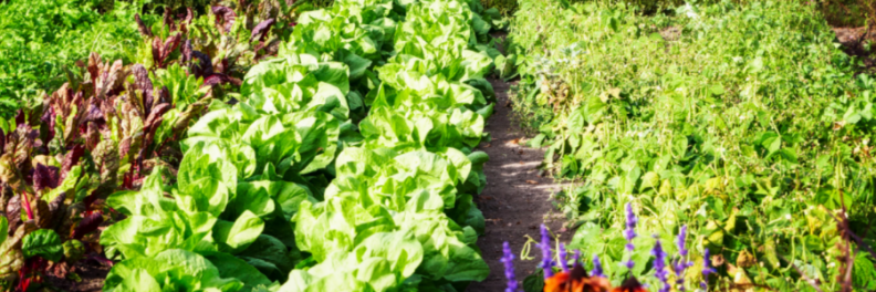 vegetable garden
