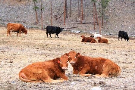 Two brown cows lying close together in the foreground of a dry field, with other cattle scattered in the background near a wooded hillside.
