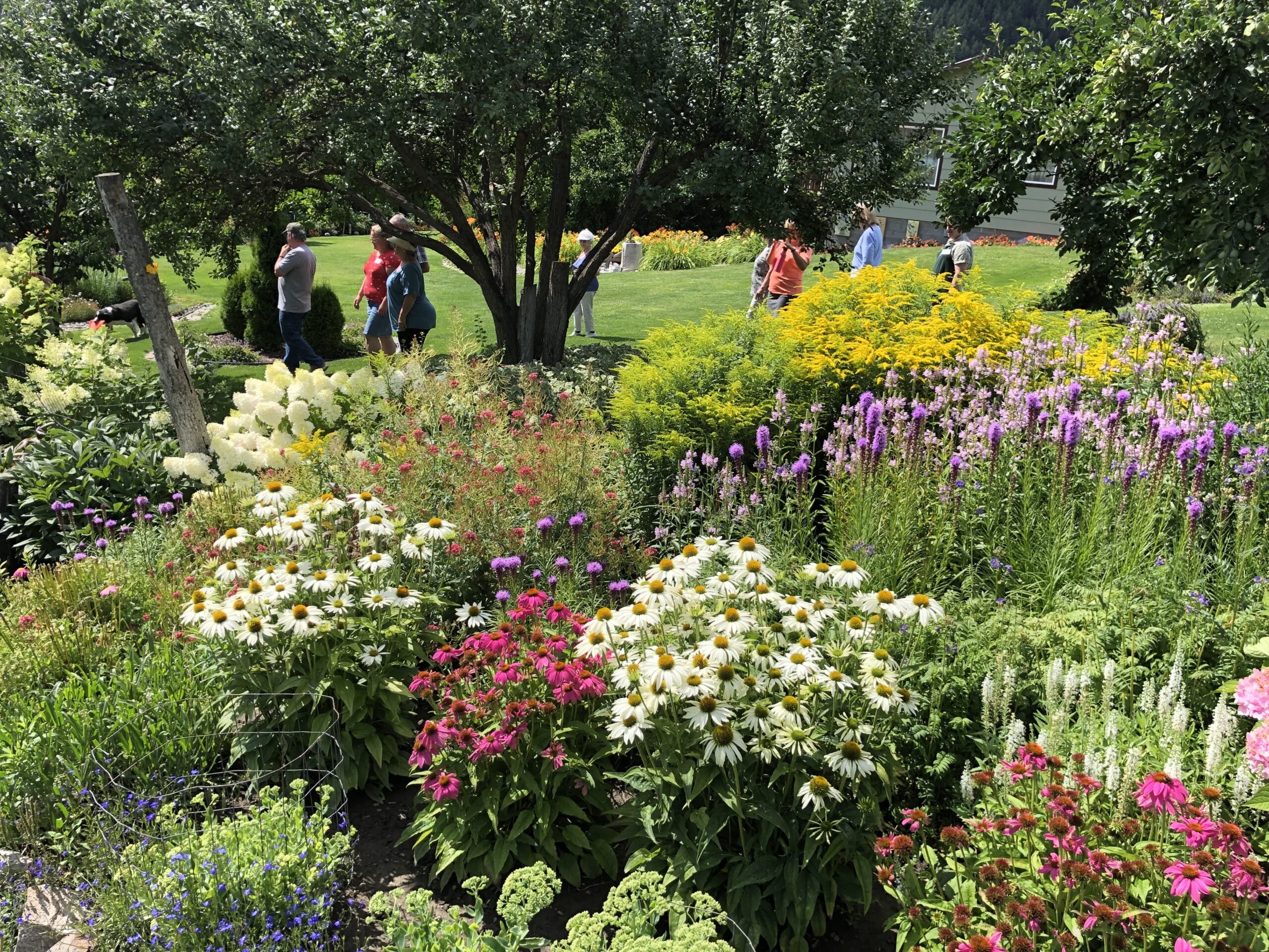 Colorful flower garden with blooming daisies and other plants, with people walking and trees in the background.