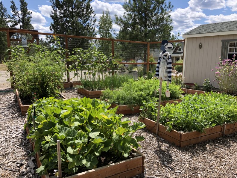 Raised garden beds filled with vegetables and herbs, with a scarecrow in a fenced yard.
