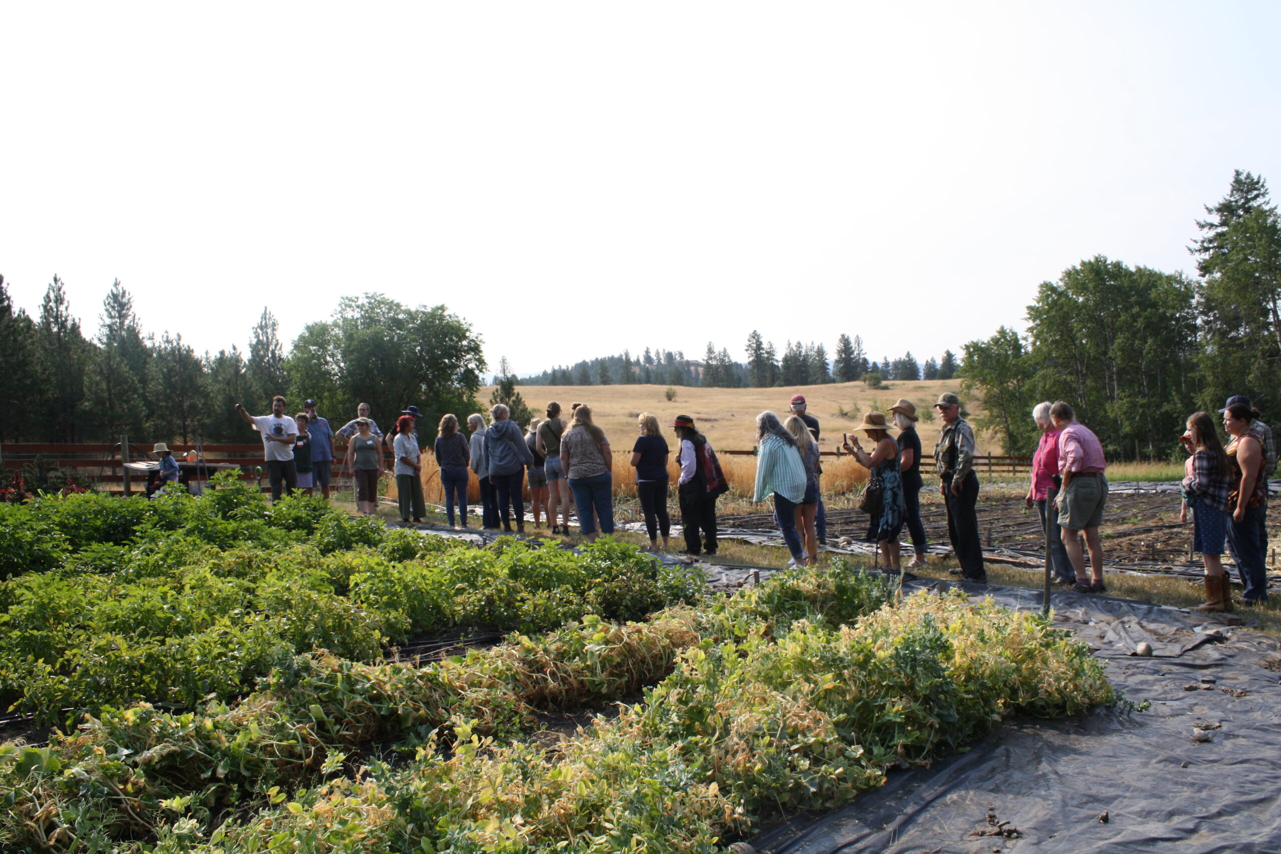 Group of people walking through crop rows in a large outdoor farm field.