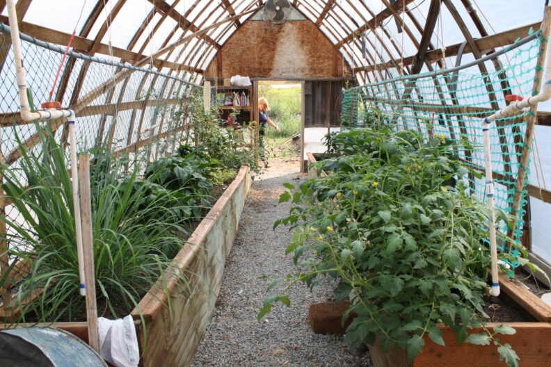Inside a greenhouse with raised beds of green plants along both sides and netted walls