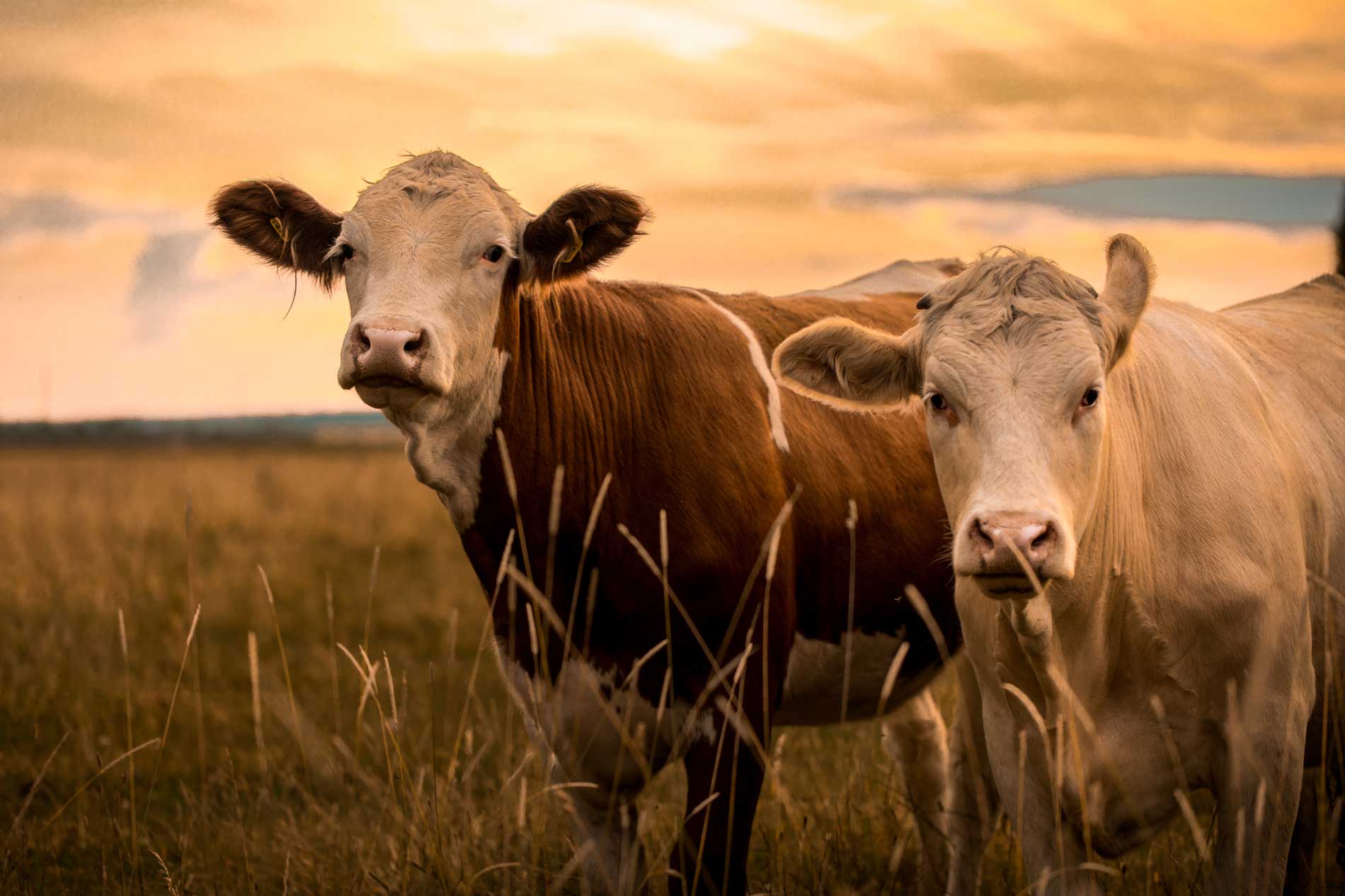 Two cows in a field at sunset.