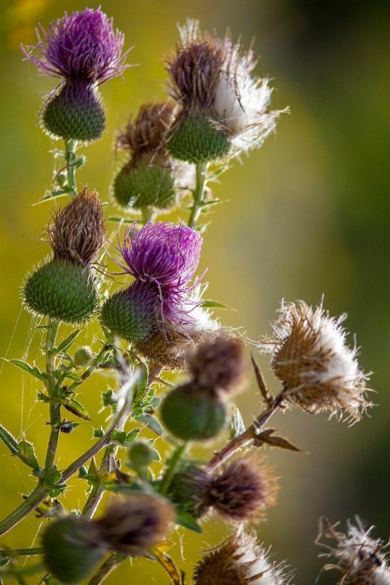 Mature Canadian Thistle plant
