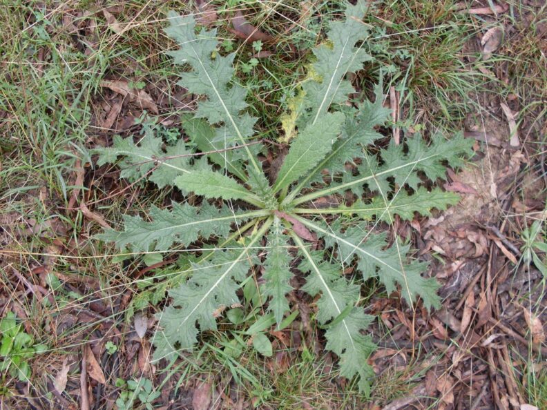 Thistle in its early stage