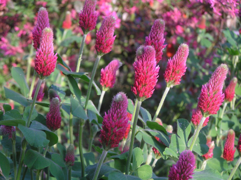 Image of crimson clover cover crop