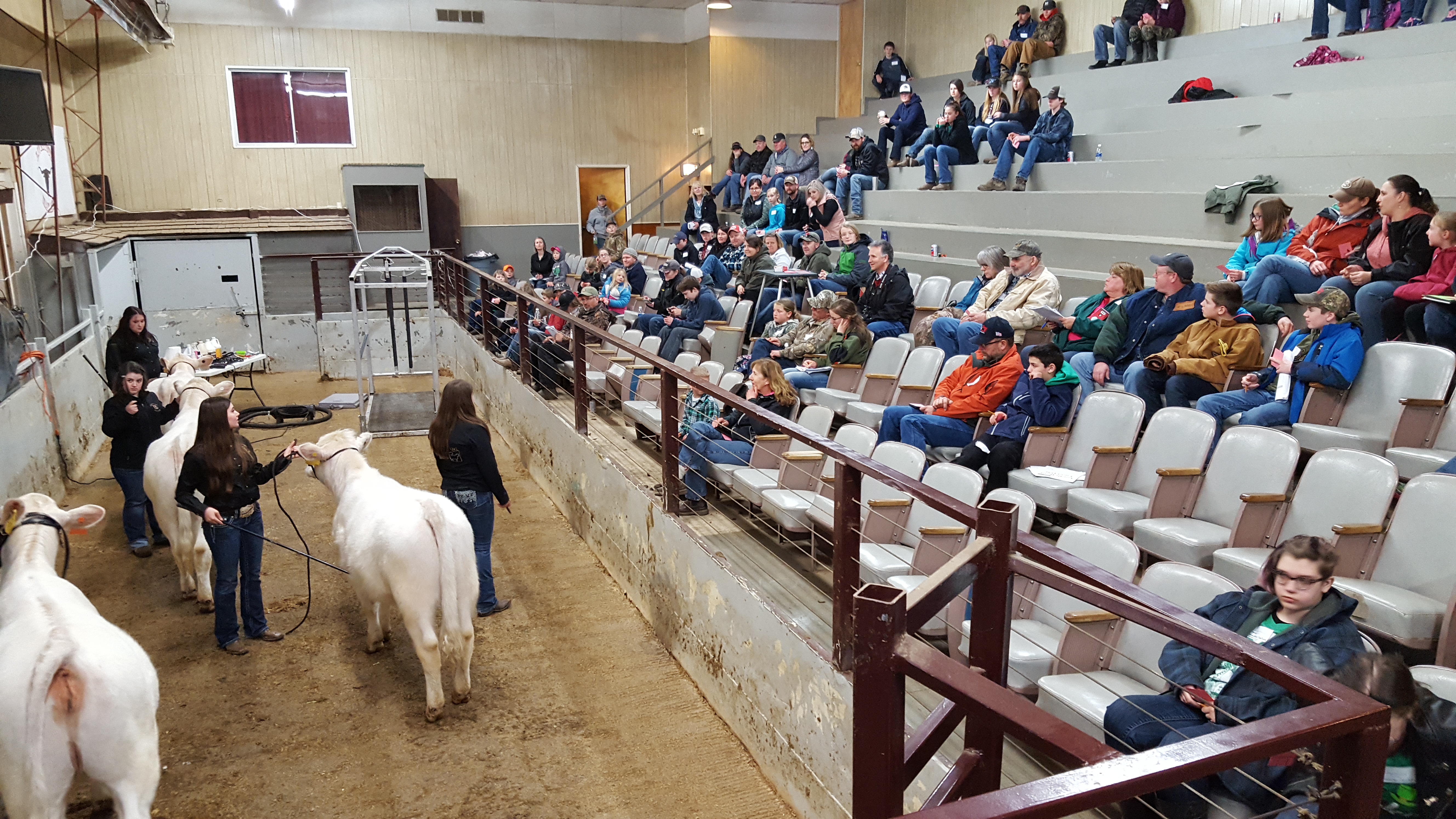 Students showing youth how to show market beef