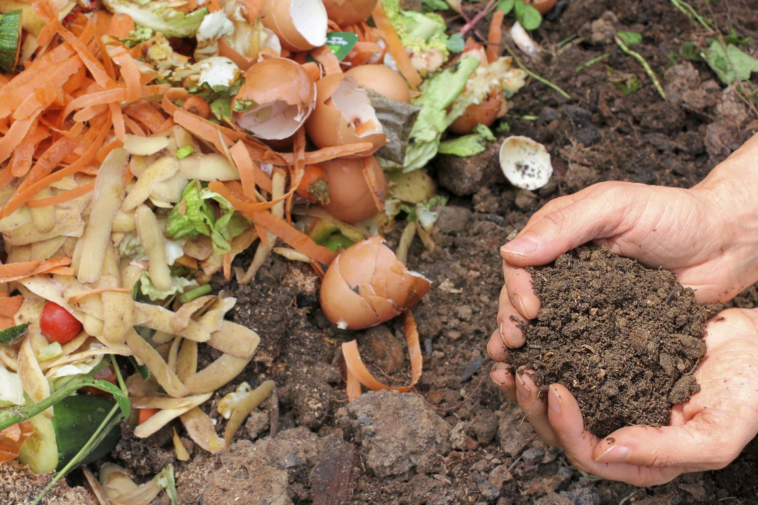 Cupped hands holding fresh compost.