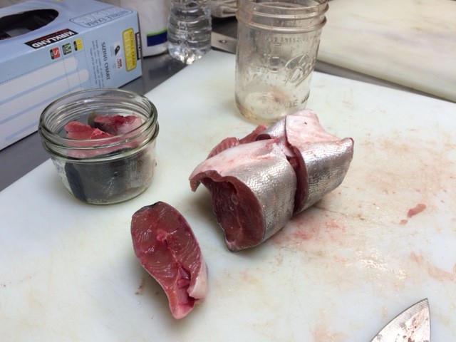 Fresh fish being prepared for home canning.