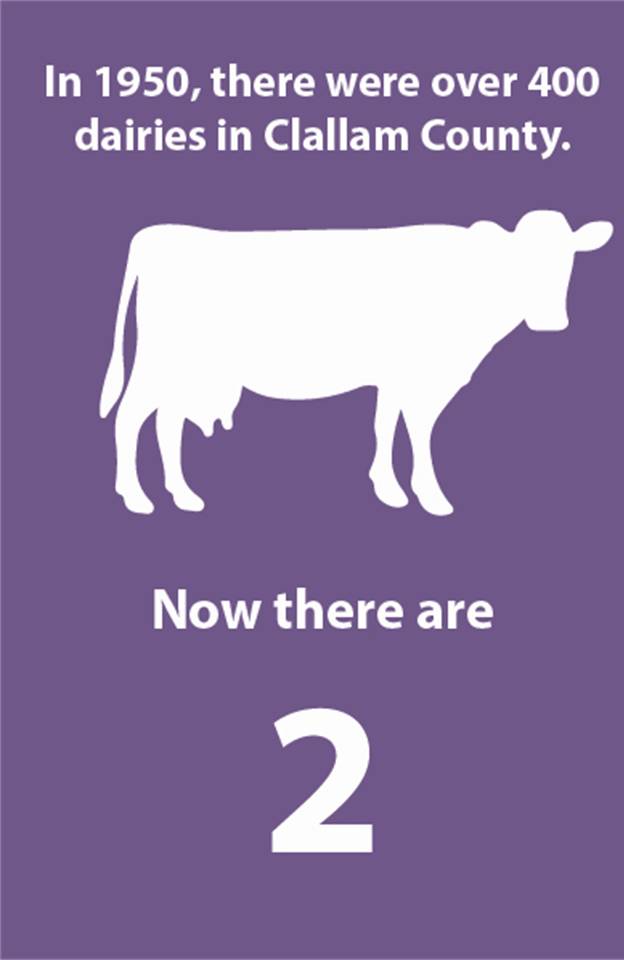 Infographic about the number of dairy farms in Clallam County.