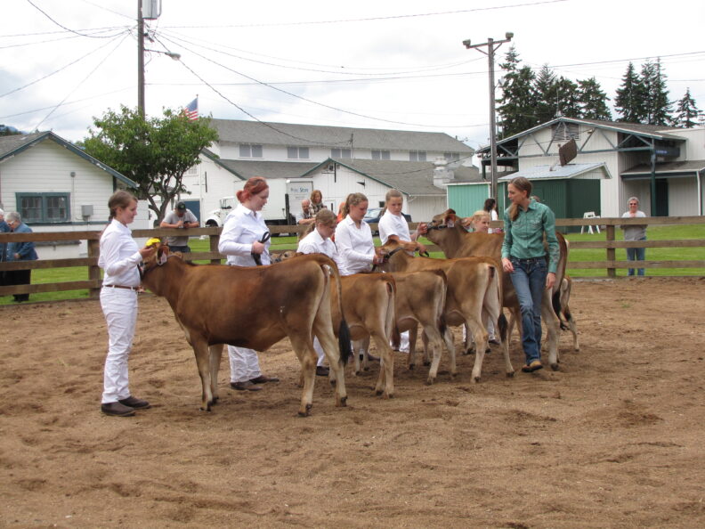 4-H Members get ready to showcase their dairy cattle.