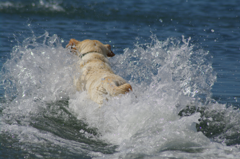 A yellow lab jumping in the water making a big slash