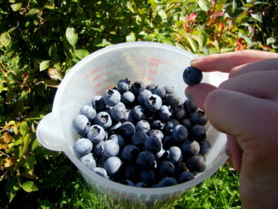 A large plastic measuring cup is used to glean blueberries.