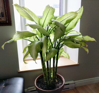 A tall house plant with long light green leaves in a pot on the floor in front of a window.