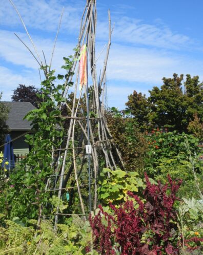 a teepee shaped trellis is covered in bean and squash vines. A colorful flag labeled "number1" marks the start of the self-guided tour