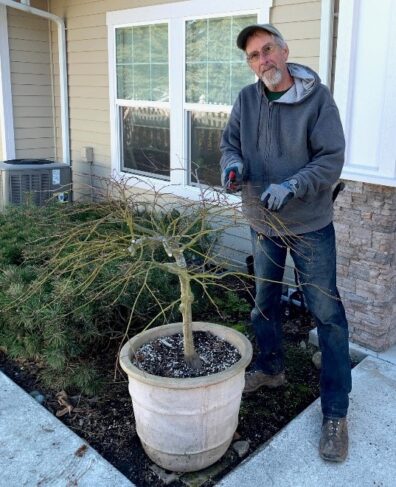 Keith Dekker pruning a Japanese maple