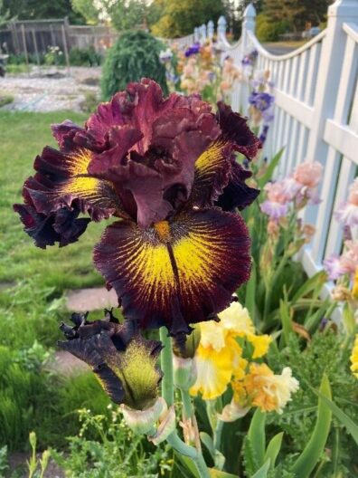 A garden full of Irises.