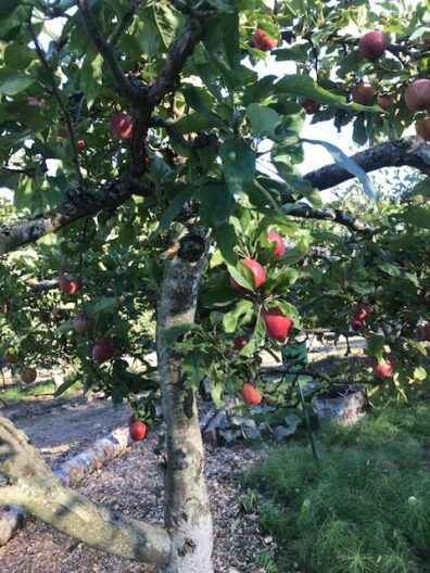 An apple tree at the Woodcock orchard.