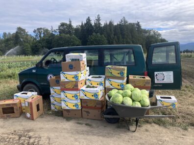 Banana boxes and wheelbarrow holding gleaned vegetables sitting next to WSU Gleaning van