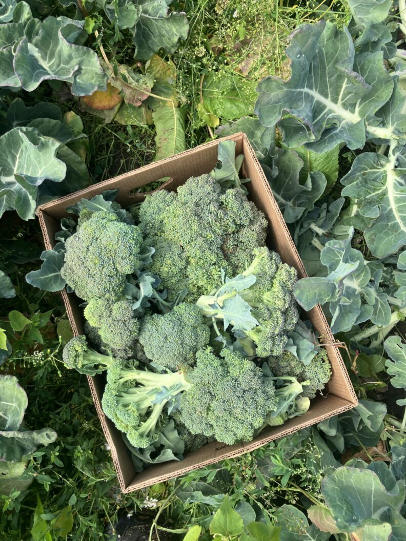 Fresh picked broccoli in a box.