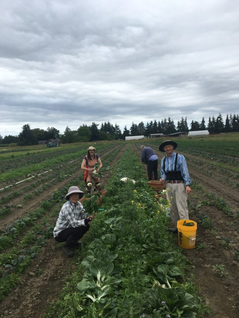 Gleaners picking bok choy in a large field.