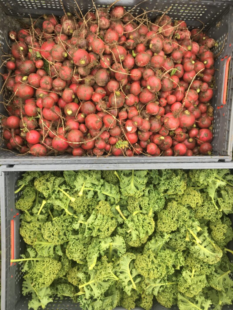 Radishes and kale in bins.