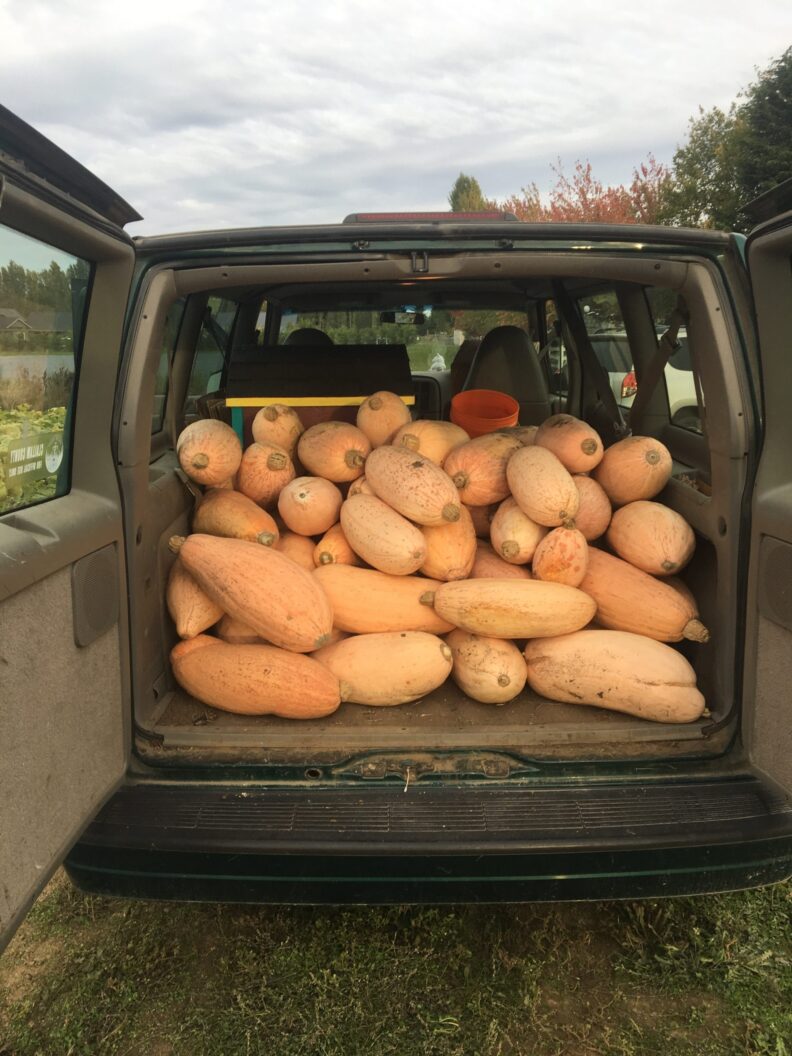 A work van full of banana squash.