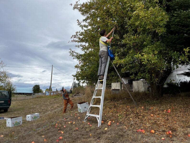 A person uses an orchard ladder to glean apples.