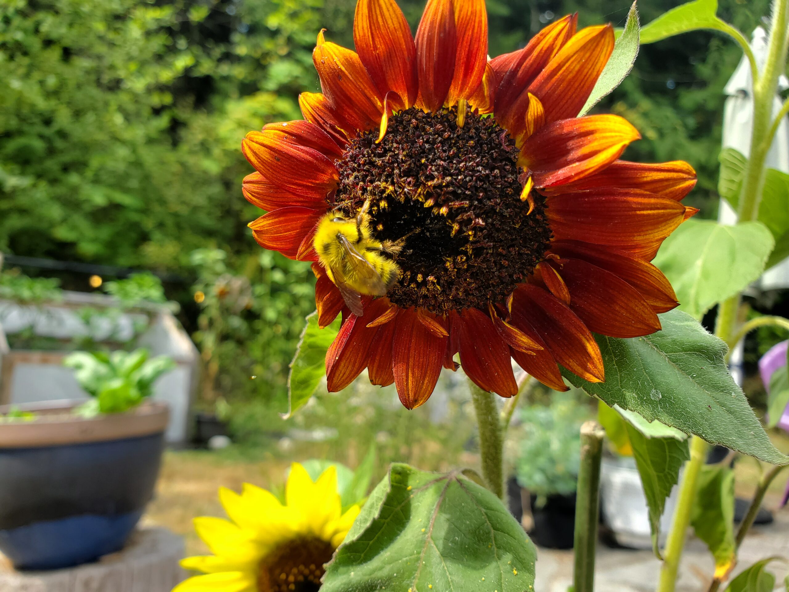 A fuzzy yellow bee drinks nectar from a sunflower.