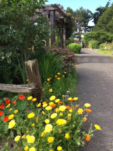 Yellow calendula flowers mark the beginning of the walking path through the Woodcock Garden.