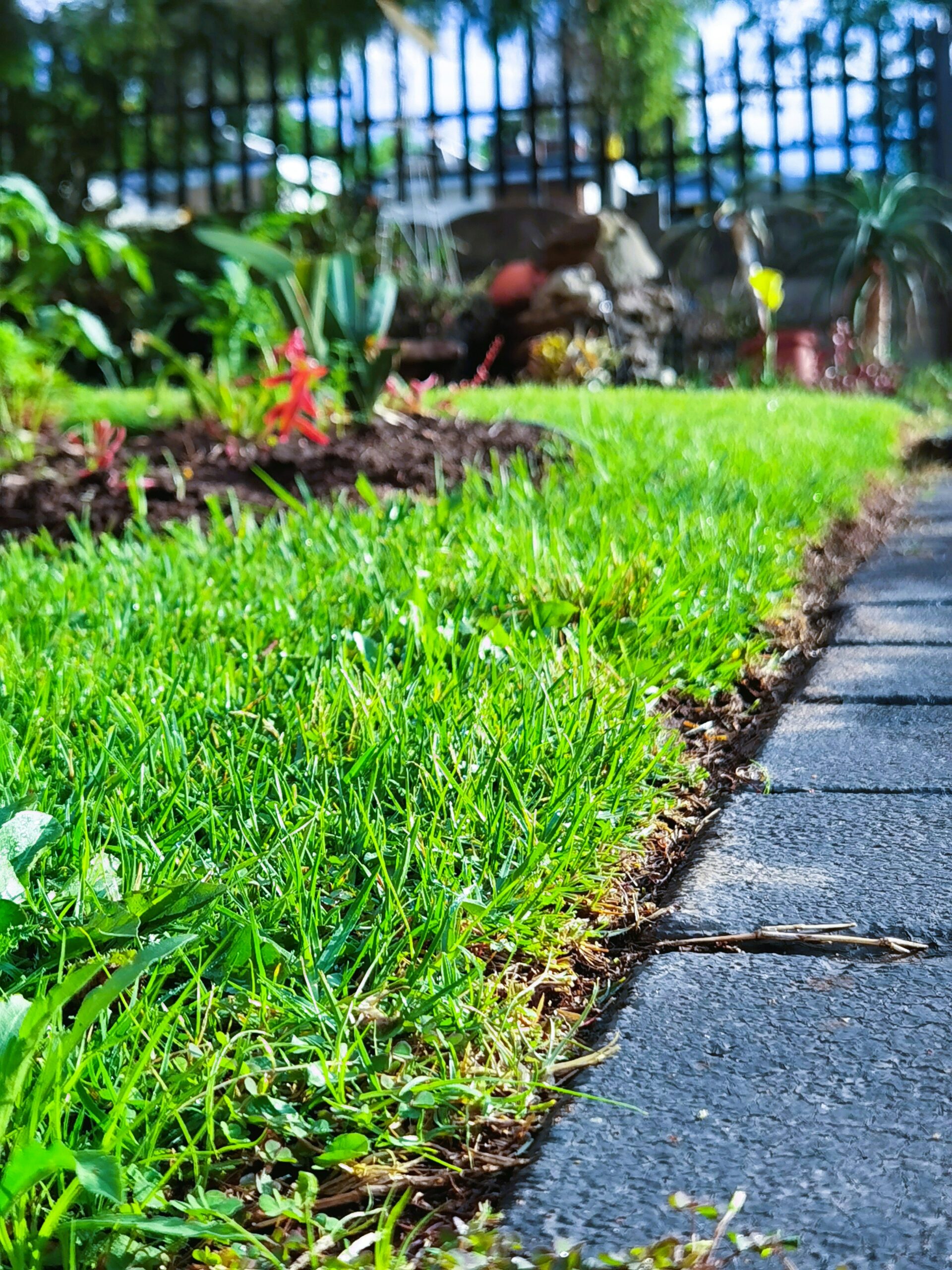 Green grass next to a stone paver pathway.