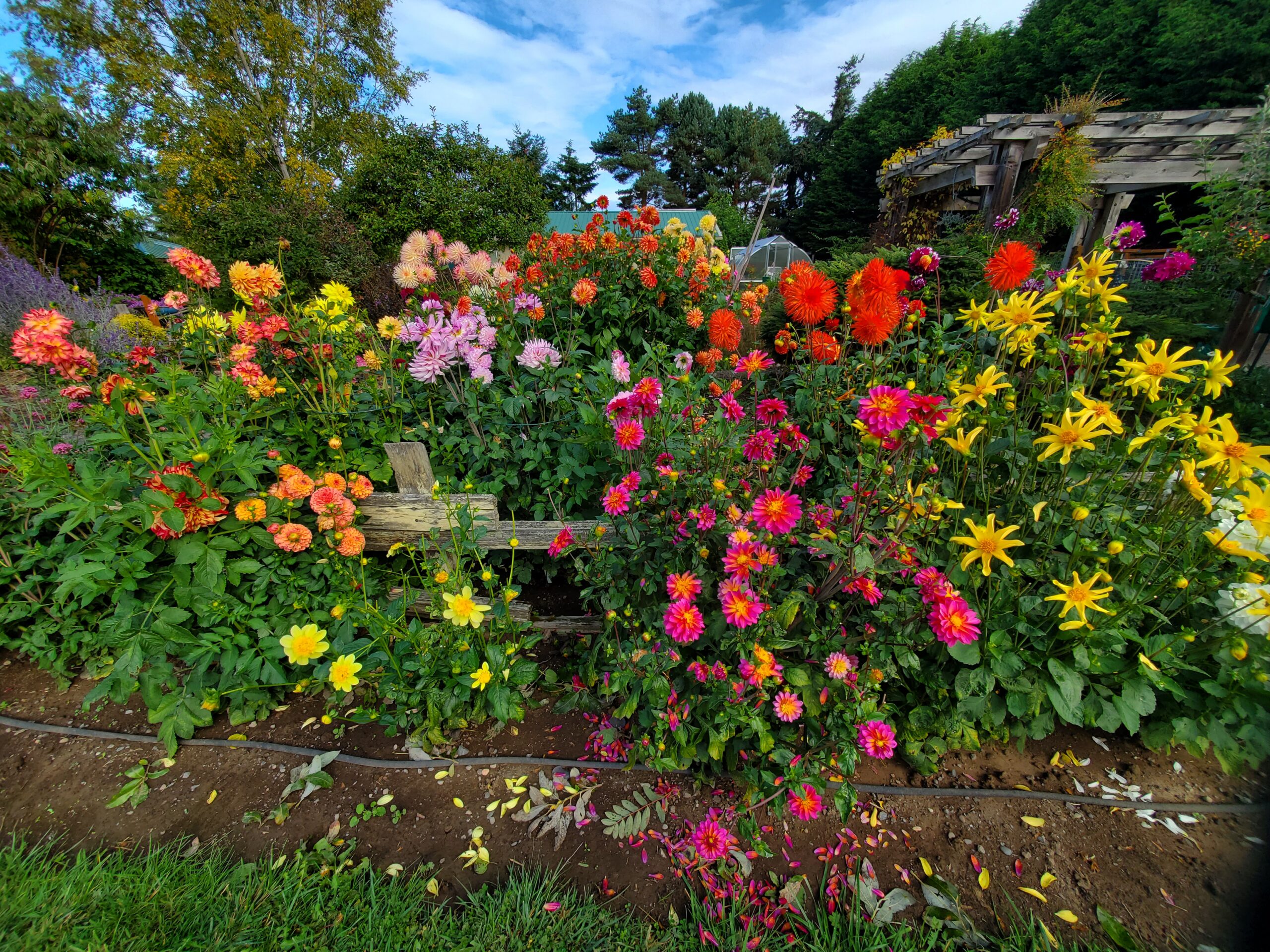 The dahlia garden at Woodcock.