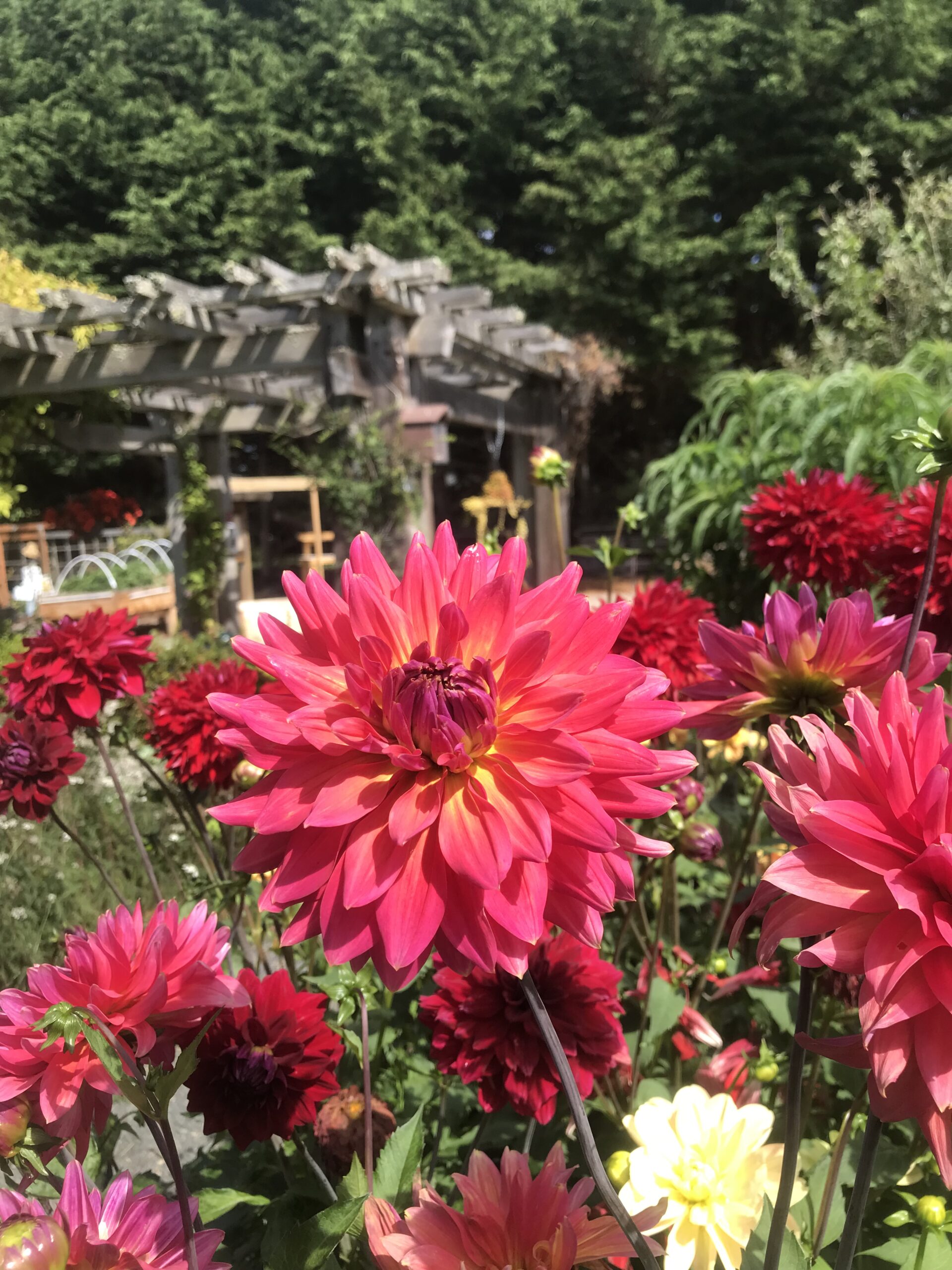 Large red dahlias blooming at the Woodcock Garden.