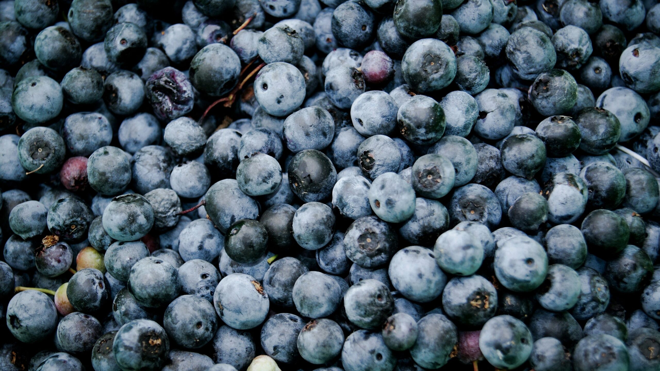 Close-up of freshly picked blueberries.