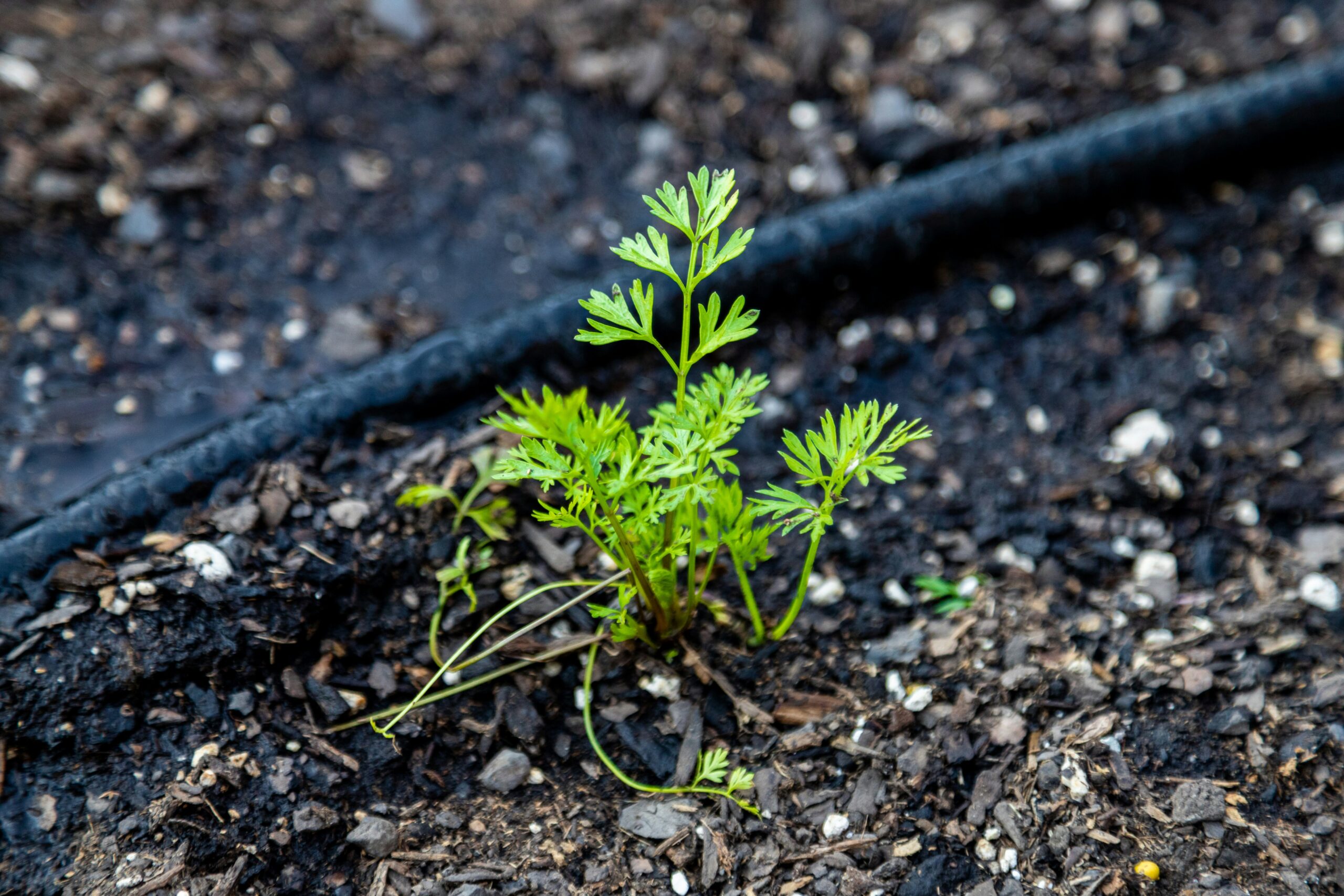 Picture of sprouting plant next to drip irrigation line
