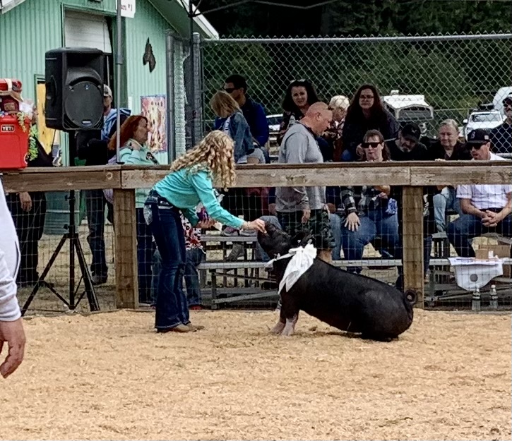 4-H'er in the ring with a pig that is sitting on command.