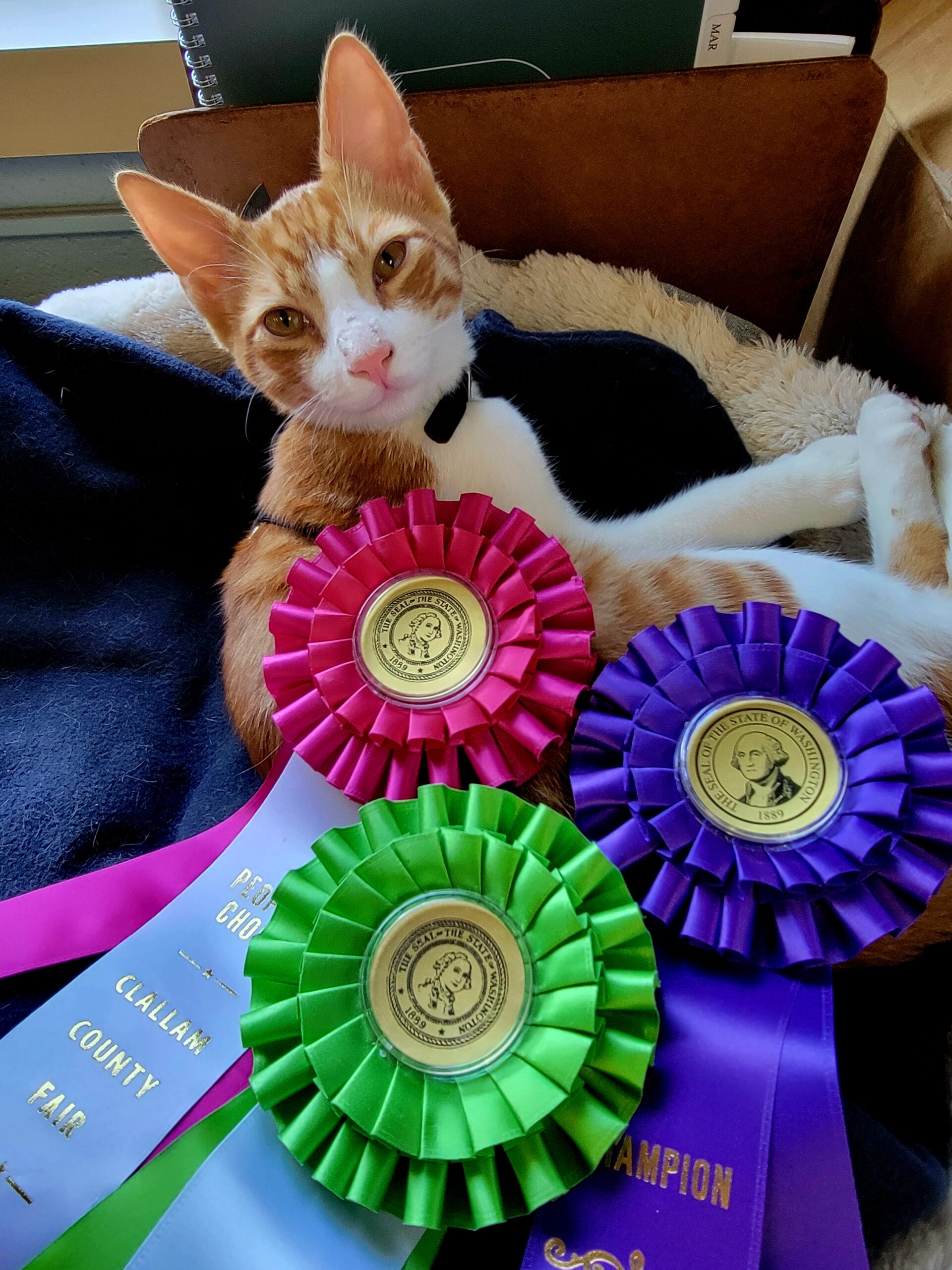 Cat sitting with several ribbons the cat won at the fair