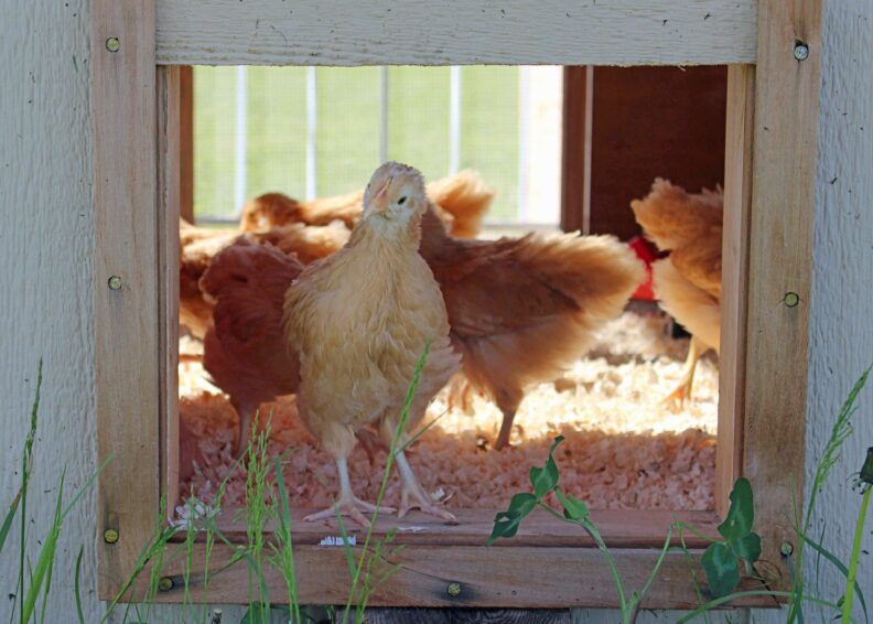 Link to Living on the Land classes page